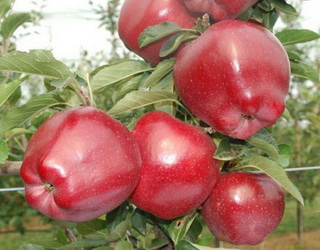 «Маїс» розширив яблуневий сад до 160 га європейськими сортами